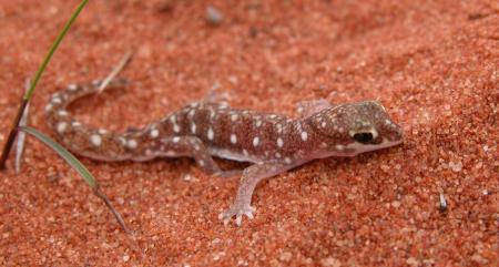 --- Le gecko ---
